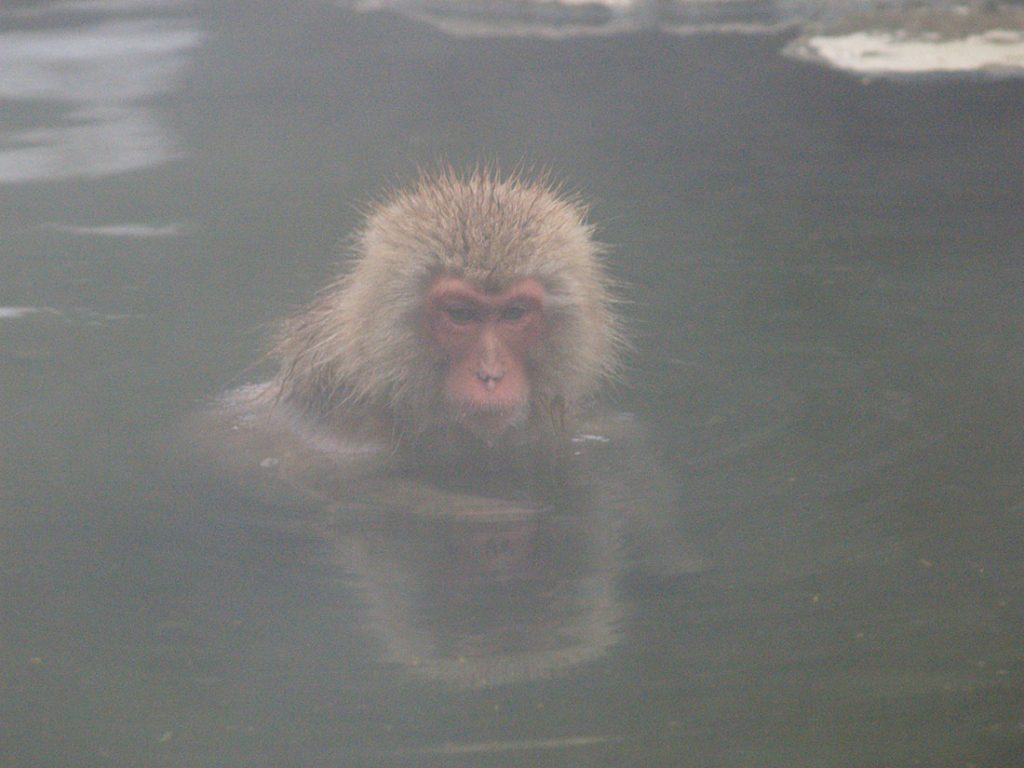 Monkey bathing at JIGOKUDANI Monkey Park